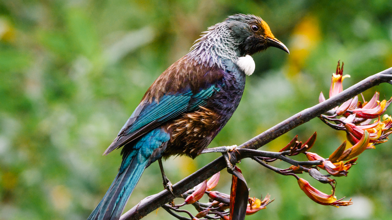 Tui bird